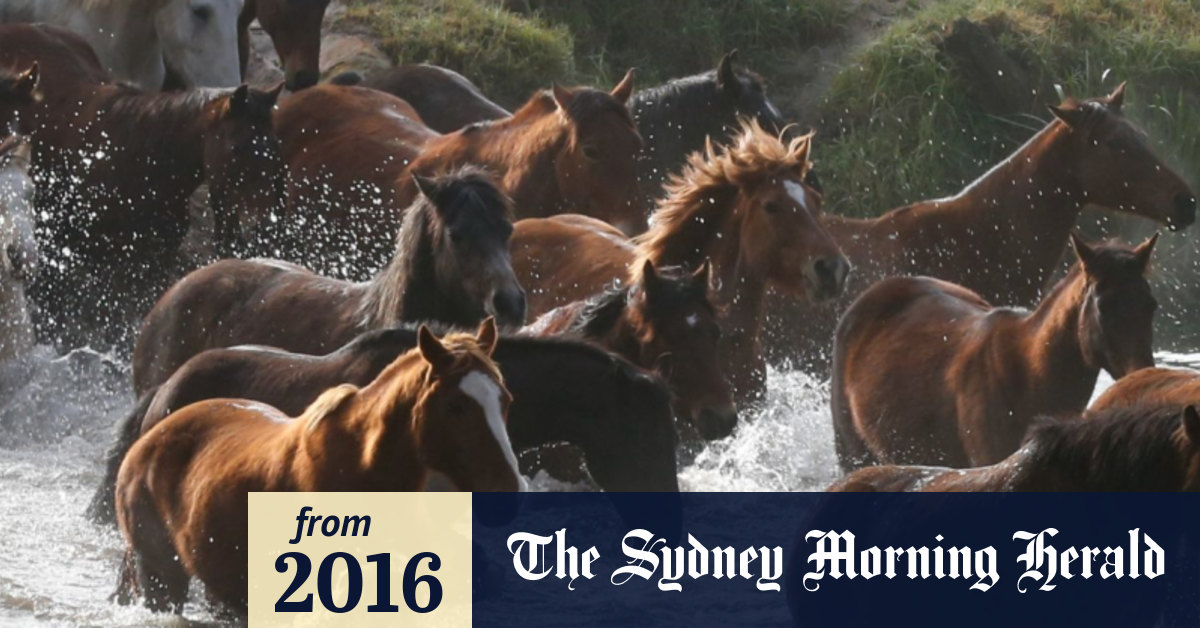 Horses